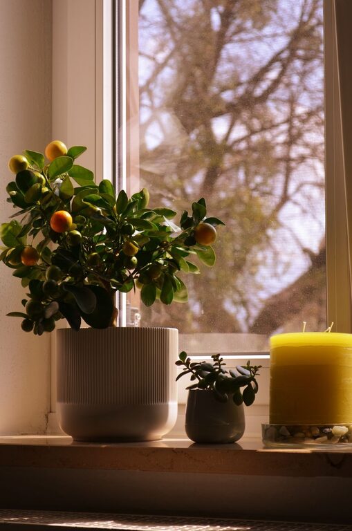 Cómo refrescar tu hogar con plantas: guía práctica y sencilla